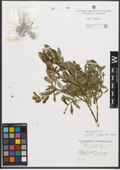 Foto von Salix purpurea L.